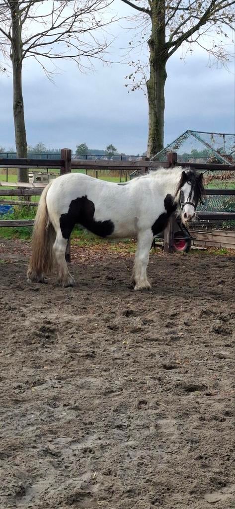Tinker merrie/ Jaarling kruising Tinker x White Dream GF, Minder dan 160 cm, Met stamboom, Niet van toepassing, Dressuurpaard