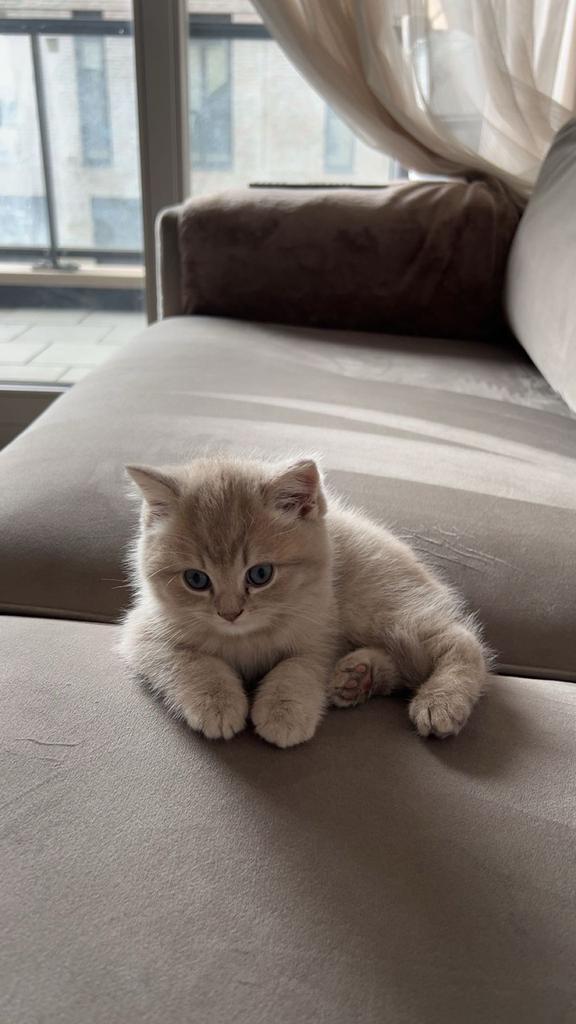 Britse korthaar kitten te koop, Kater, Ontwormd, 0 tot 2 jaar