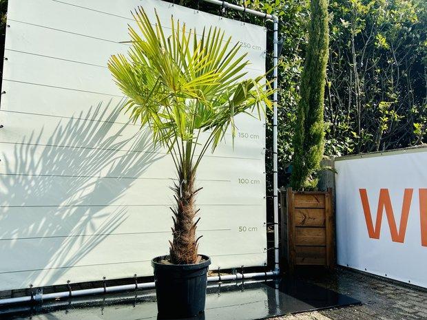 Palmboom | Trachycarpus Fortunei | stamhoogte 80-100 cm, Ophalen of Verzenden, 250 tot 400 cm, Zomer, Palmboom