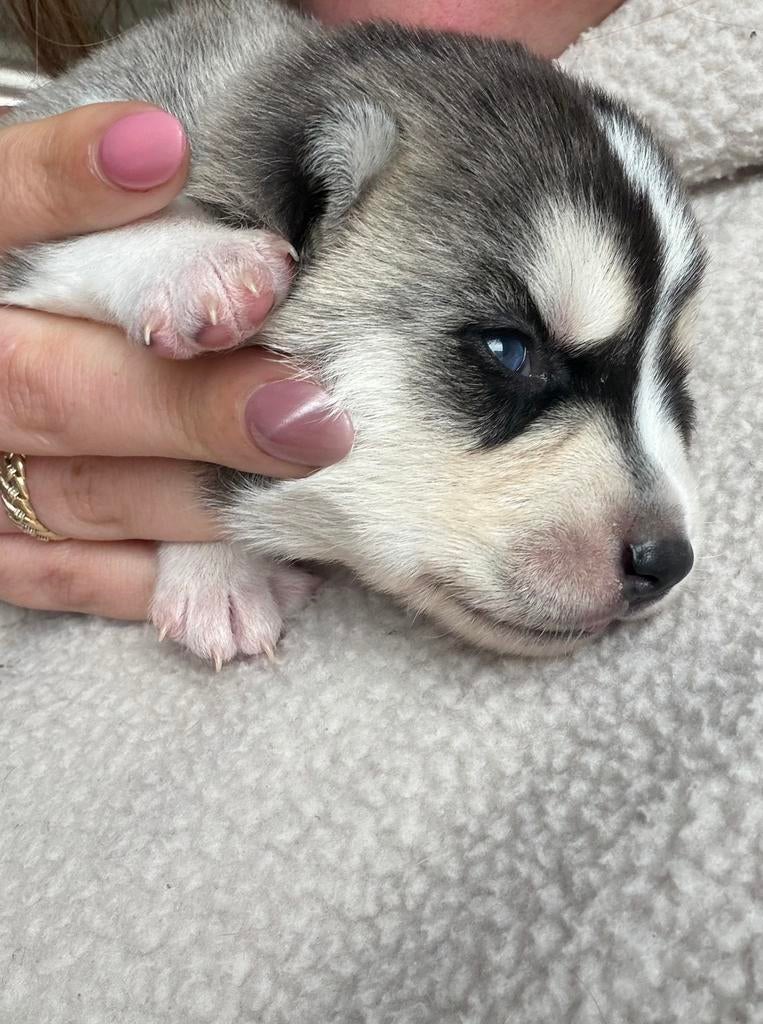 Pomsky F2 pups, Overige rassen, 8 tot 15 weken, Meerdere, Meerdere dieren