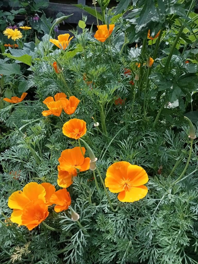 Eschscholzia californica - Slaapmutsje zaden, Ophalen of Verzenden, Voorjaar, Volle zon, Zaad