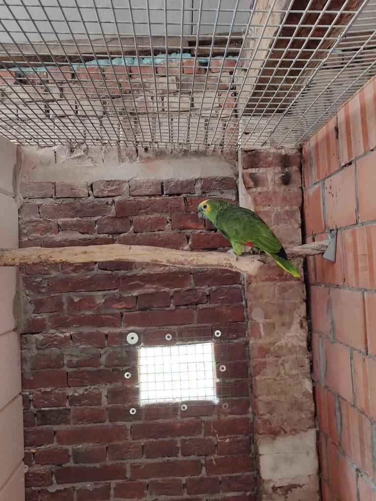 Blauwvoorhoofd amazone, Mannelijk, Papegaai, Geringd