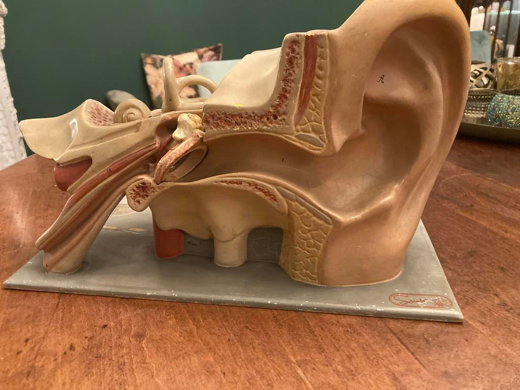 Vintage Anatomisch Oormodel - Ferdinand Kamp, Ophalen of Verzenden, Gebruikt