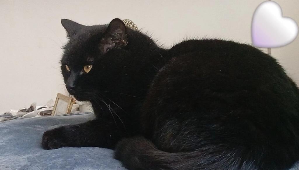 Mooie, lieve Europese korthaar, Kater, Gechipt, 3 tot 5 jaar