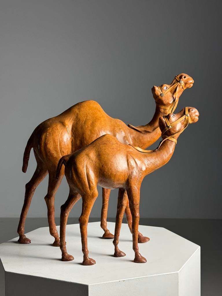 Lederen Dromedarissen