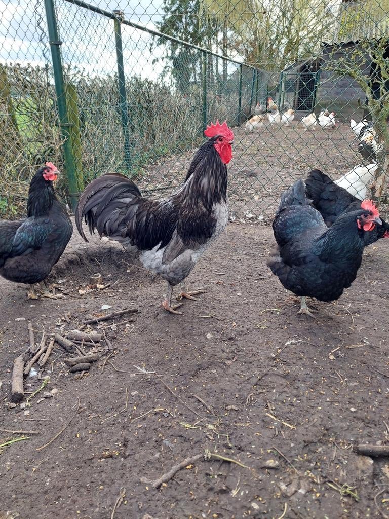 Broedeieren Jersey Giant, Dieren en Toebehoren, Pluimvee, Geslacht onbekend, Kip