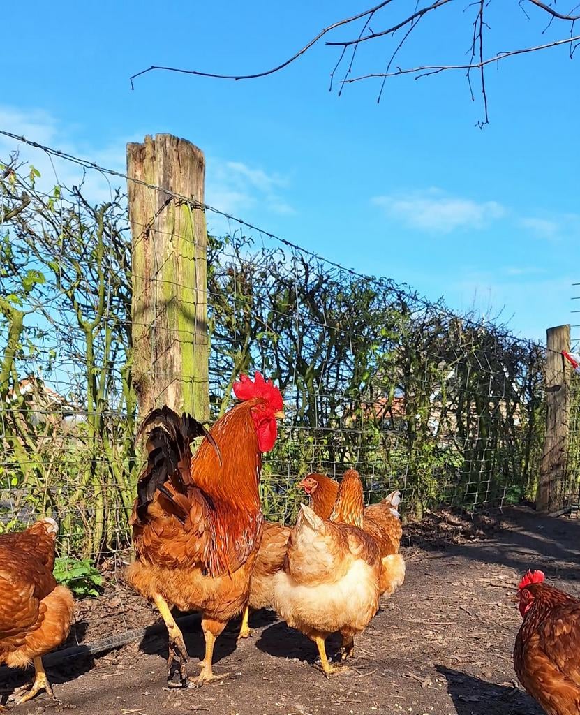 Broedeieren  van legkippen, Geslacht onbekend, Kip