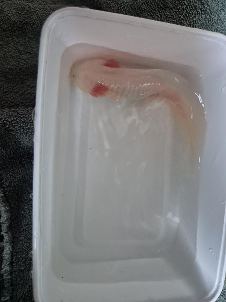 Axolotl amfiebieen albino en wildkleur, Dieren en Toebehoren, Ophalen
