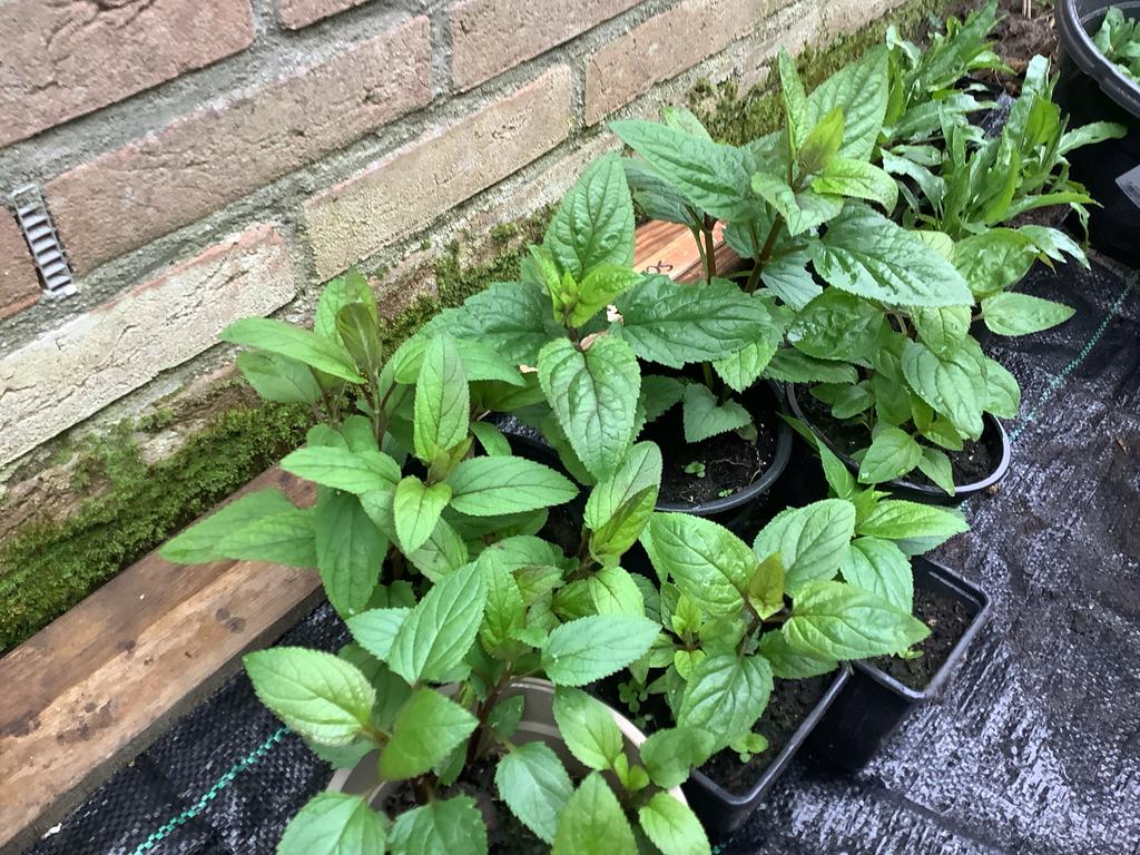 Helmkruid knolletje, Ophalen, Vaste plant, Halfschaduw, Kruiden