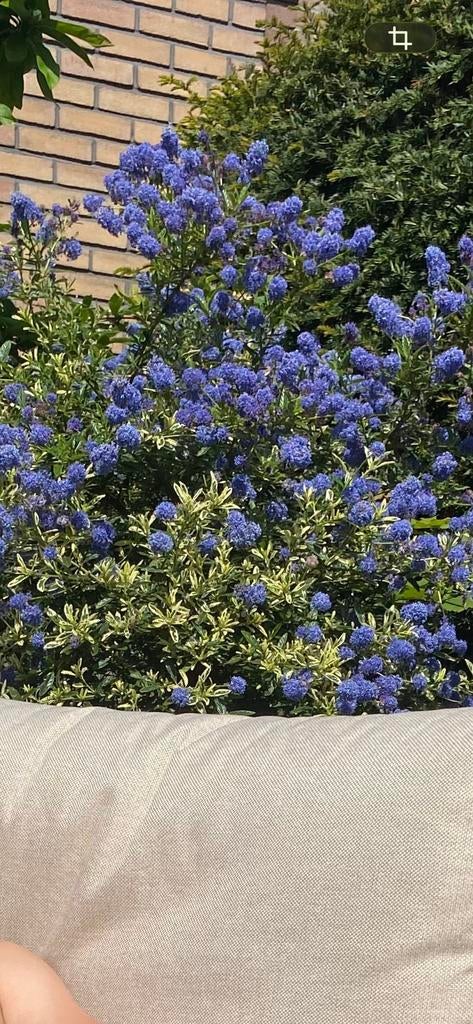 Gratis Amerikaanse sering - Ceanothus, Volle zon, Vaste plant, Zomer, Ophalen