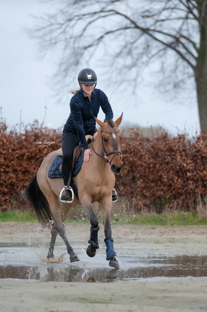 Zeer gave, knappe en brave allround D pony!!️, Merrie, Springpony, 3 tot 6 jaar, D pony (1.37m tot 1.48m)