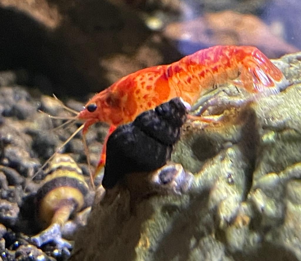 CPO dwergkreeftjes, Dieren en Toebehoren, Kreeft, Krab of Garnaal, Zoetwatervis