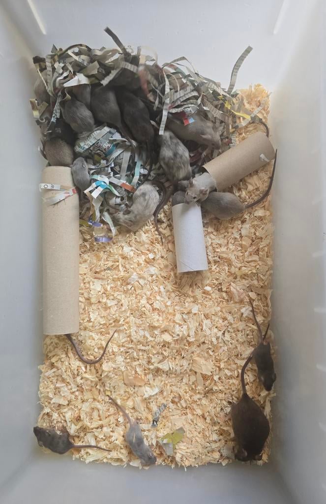 Voermuizen te koop – overschot uit eigen kweek, Dieren en Toebehoren, Knaagdieren, Muis, Januari