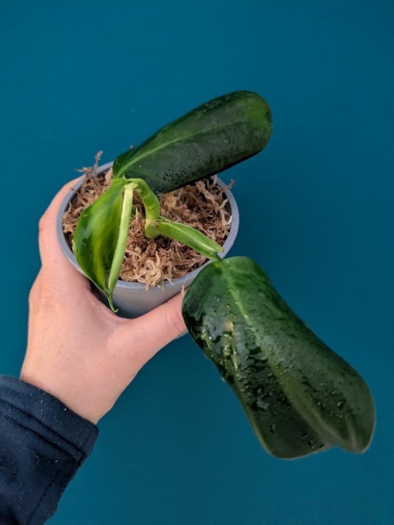 Philodendron Panduriforme zeldzame plant, Huis en Inrichting, Kamerplanten, Ophalen of Verzenden, Halfschaduw, Minder dan 100 cm