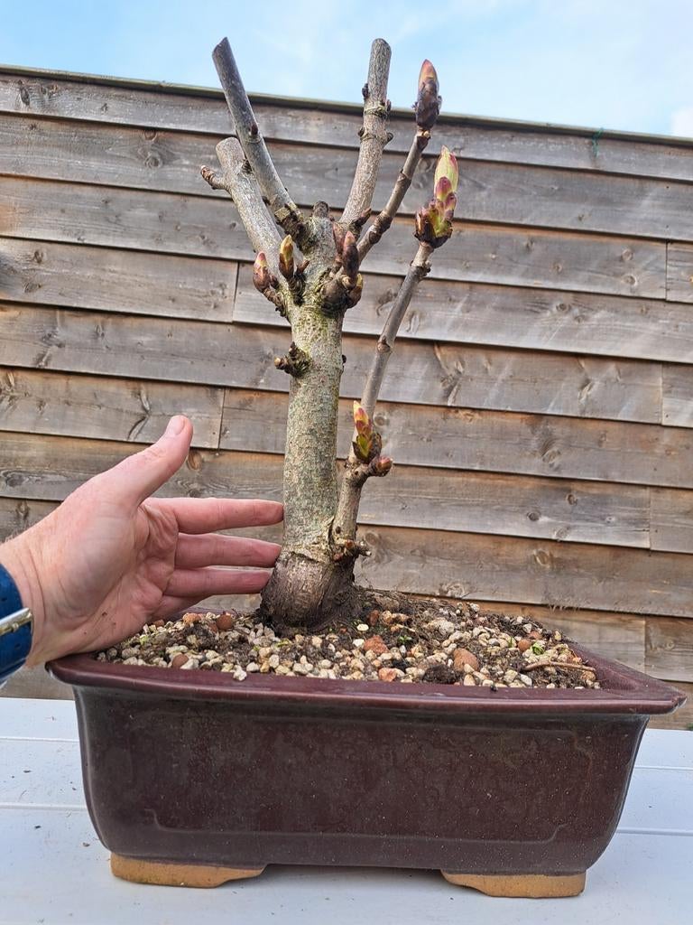 Dikke paardenkastanje bonsai in schaal, Ophalen