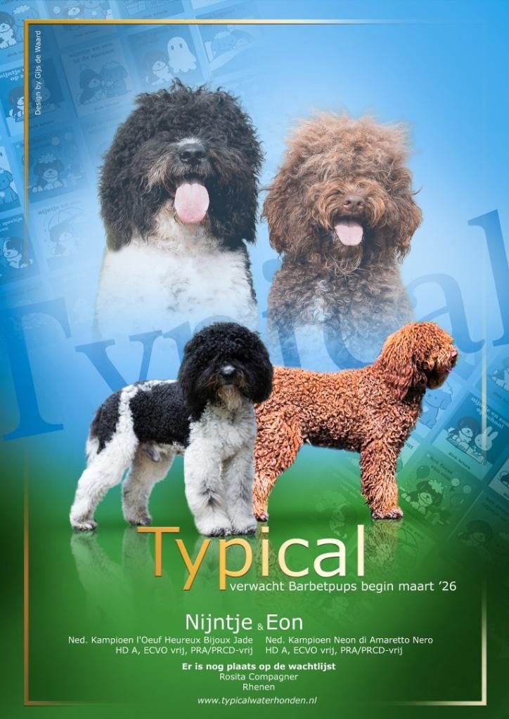 Franse Waterhondpups uit liefdevol en doordacht nest, Dieren en Toebehoren, Honden | Retrievers, Spaniëls en Waterhonden, Parvo