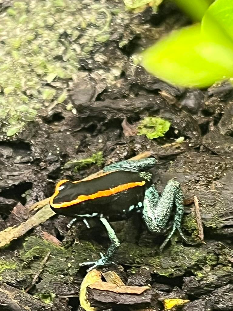 Phylobates vittatus, Dieren en Toebehoren, Reptielen en Amfibieën, Hagedis, 0 tot 2 jaar