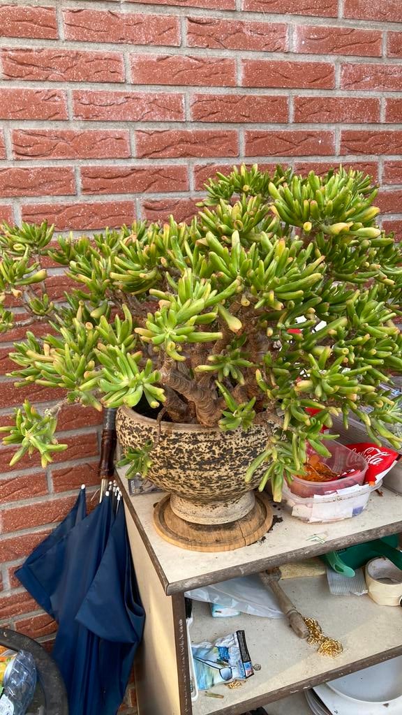 Kamerplant, Ophalen, Vetplant, Halfschaduw, Minder dan 100 cm