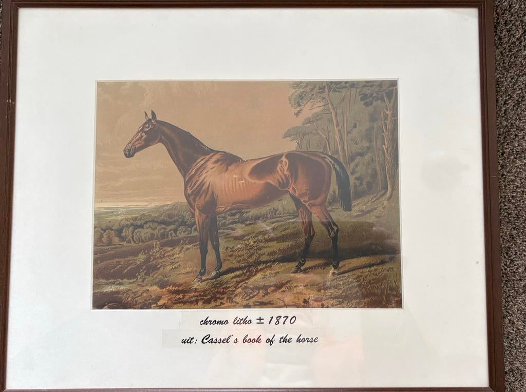 Paard in de wei, Ophalen of Verzenden