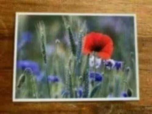 Klaproos en korenbloem. Zuid-Hollands landschap, Ophalen of Verzenden, Ongelopen, Natuur