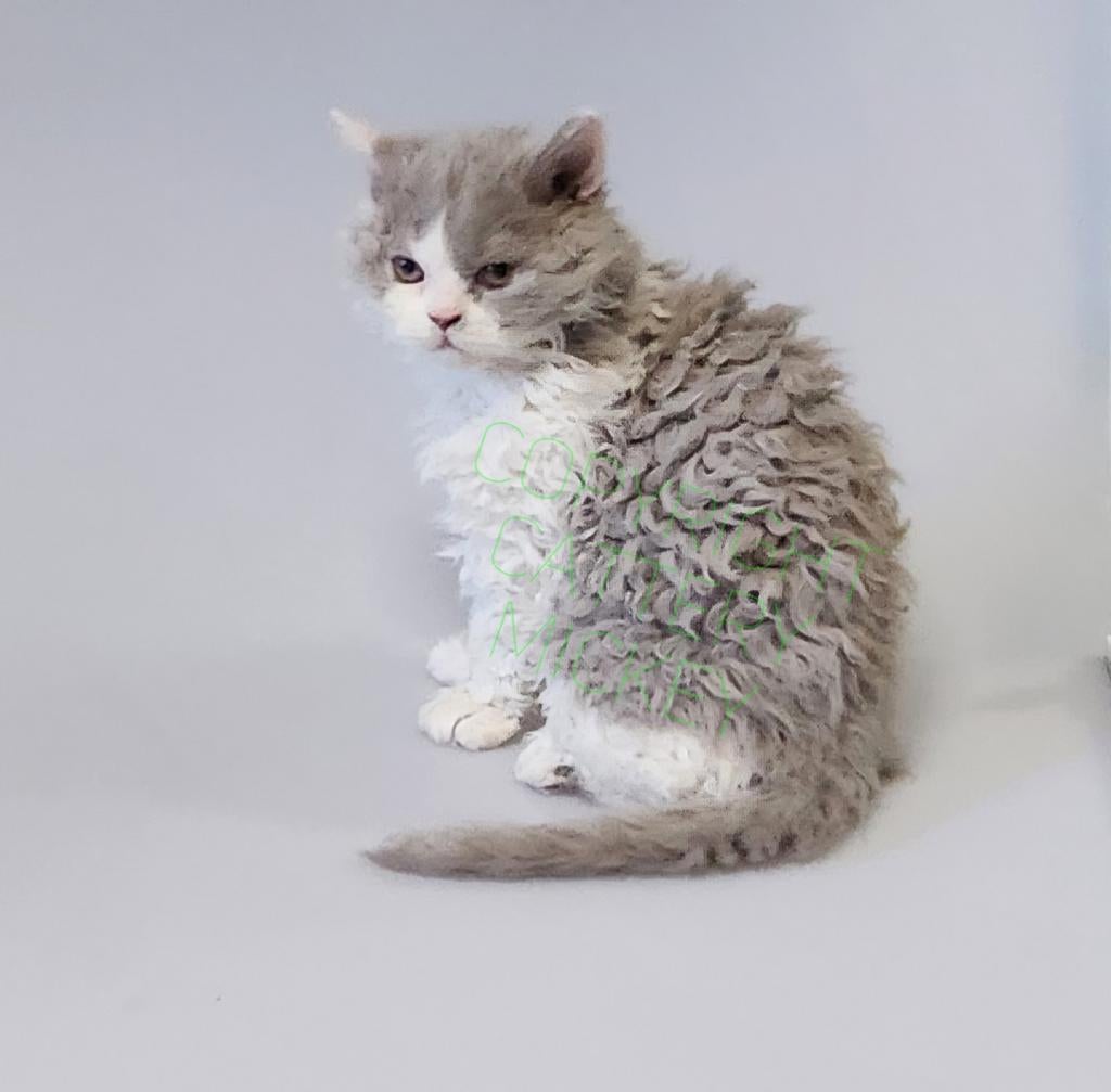 jonge kater Selkirk rex lilac met stamboom, Dieren en Toebehoren, Kater, Met stamboom, 0 tot 2 jaar