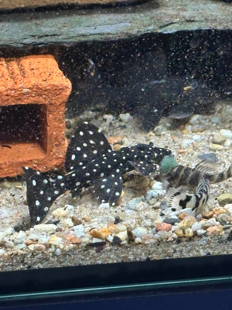 L240 galaxy pleco ( eigen foto’s), Dieren en Toebehoren, Vis