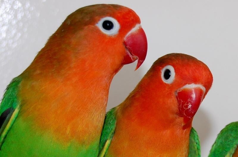 Zuivere wildkleur Agapornis Fischerie DNA gesekst poppen., Dieren en Toebehoren, Vogels | Parkieten en Papegaaien, Vrouwelijk