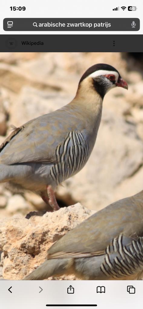 Arabische zwaartkop patrijs haan, Dieren en Toebehoren, Mannelijk