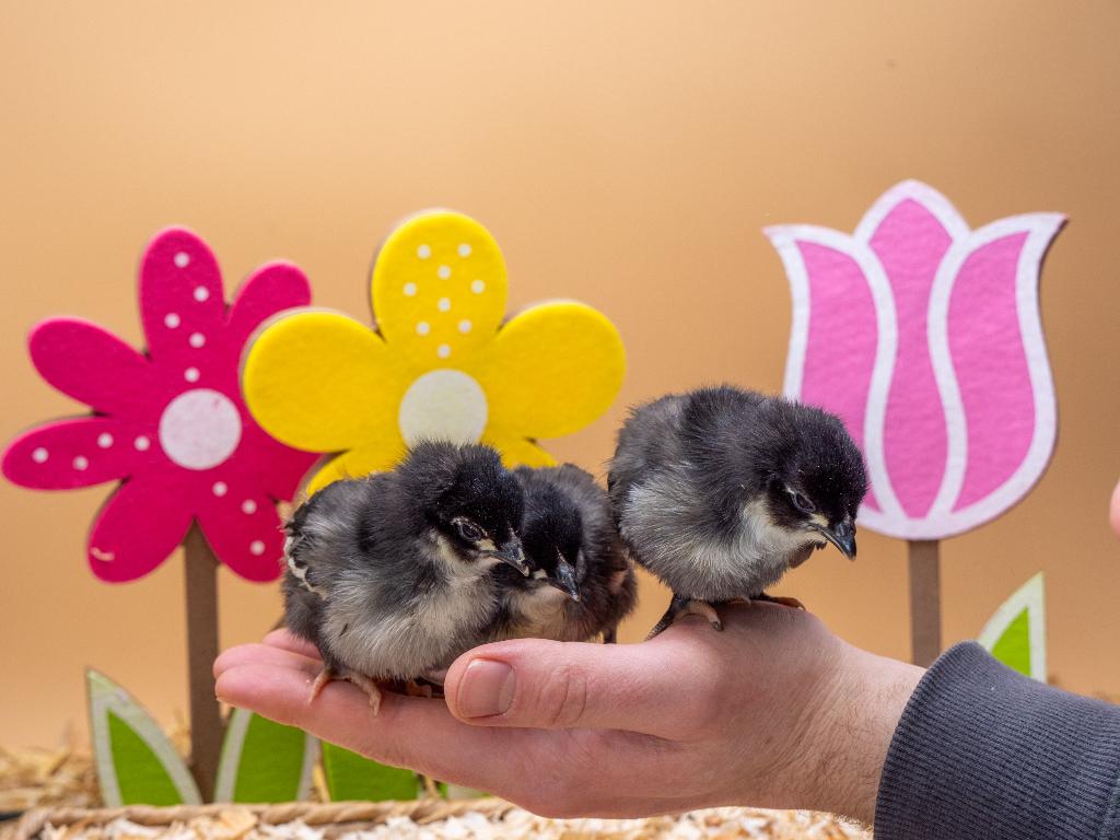 Jonge tamme Australorp kuikens gesekst en ingeënt, Dieren en Toebehoren, Pluimvee, Meerdere dieren, Kip