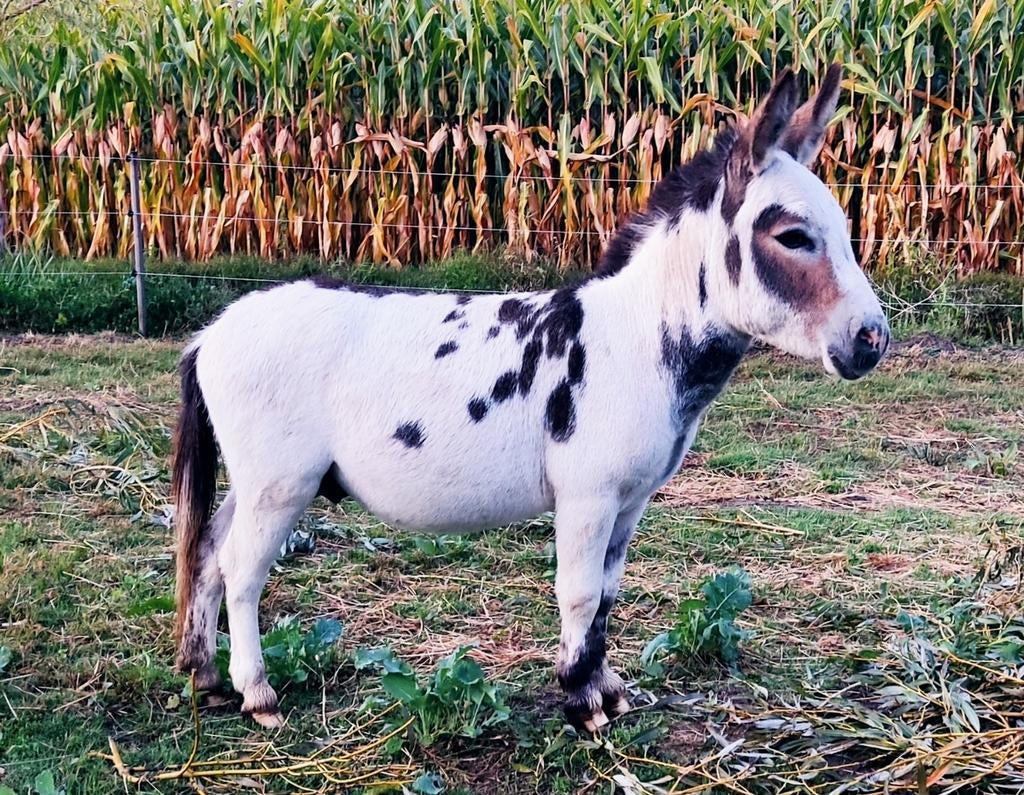 Mediterrane mini ezel hengsten ter dekking, Juni, Mannelijk