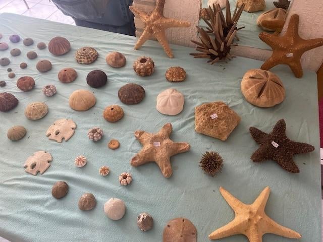 TROPISCHE ZEESTERREN 8 EXEMP. 10 EURO P/.S, Verzamelen, Ophalen of Verzenden, Zo goed als nieuw, Overige soorten, Opgezet dier