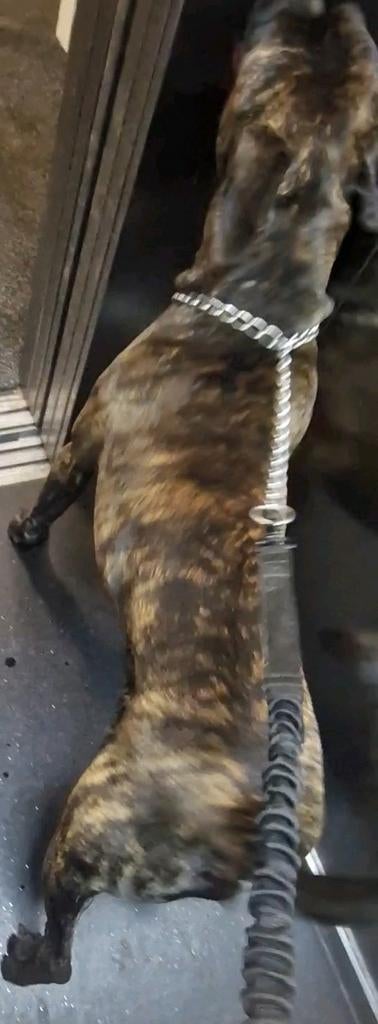 Presa canario bully xl bandog pitbull pitbull xl dekreu, Parvo, Reu, 1 tot 2 jaar, Eén hond