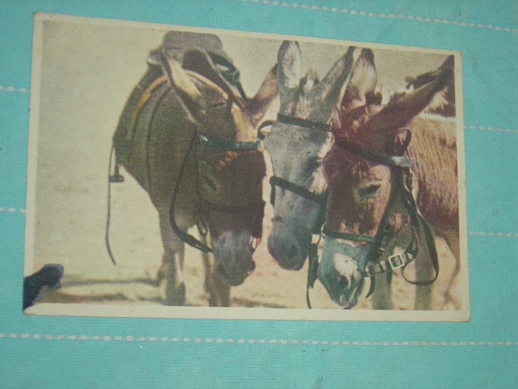 12) Ingekleurde ansichtkaart Ezels, Verzenden, 1940 tot 1960, Gelopen, Overige soorten