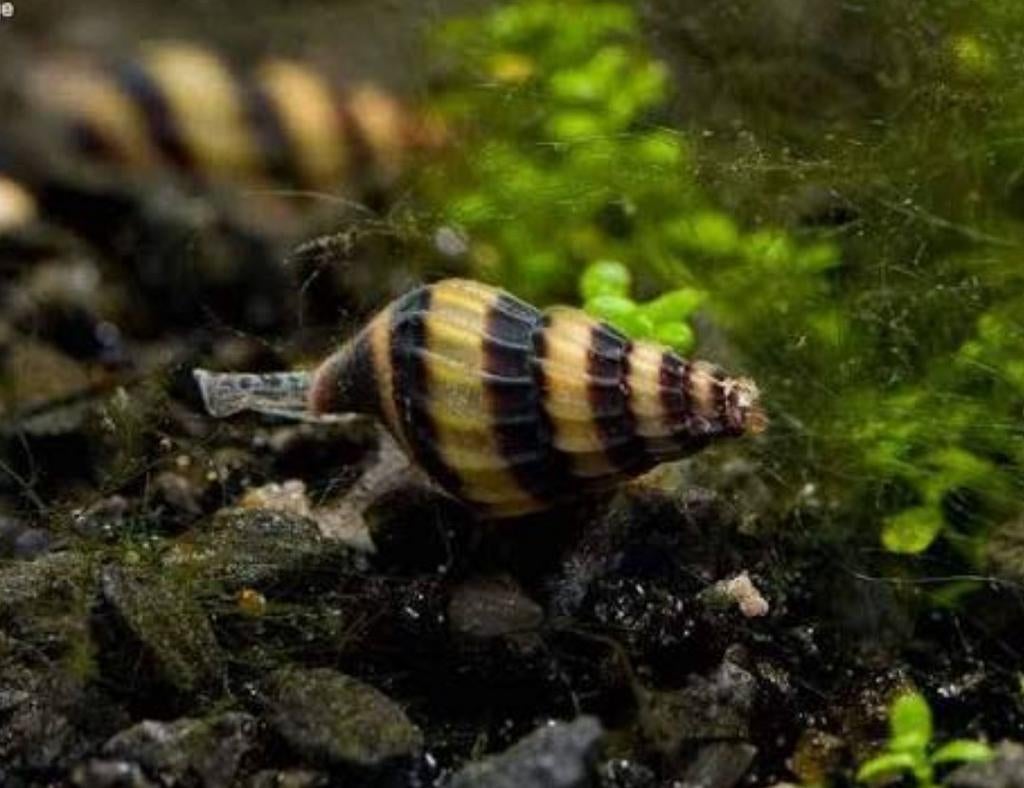 Helenaslakken € 1,- per stuk, Dieren en Toebehoren, Vissen | Aquariumvissen, Slak of Weekdier