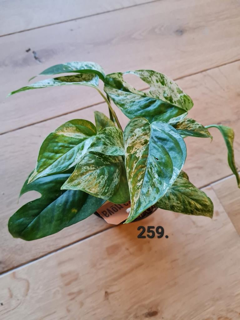 Epipremnum pinnatum variegata - 20 cm, Huis en Inrichting, Kamerplanten, Ophalen of Verzenden, Overige soorten, Minder dan 100 cm