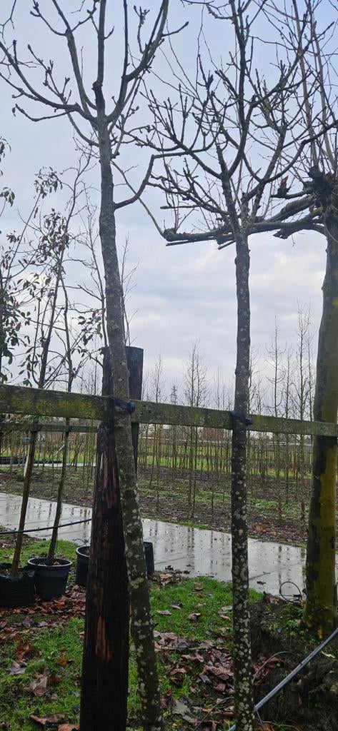 Bomenopruiming. 2 bol essen. Fraxinus Globosa, Tuin en Terras, Planten | Bomen, Ophalen of Verzenden, 100 tot 250 cm, Volle zon