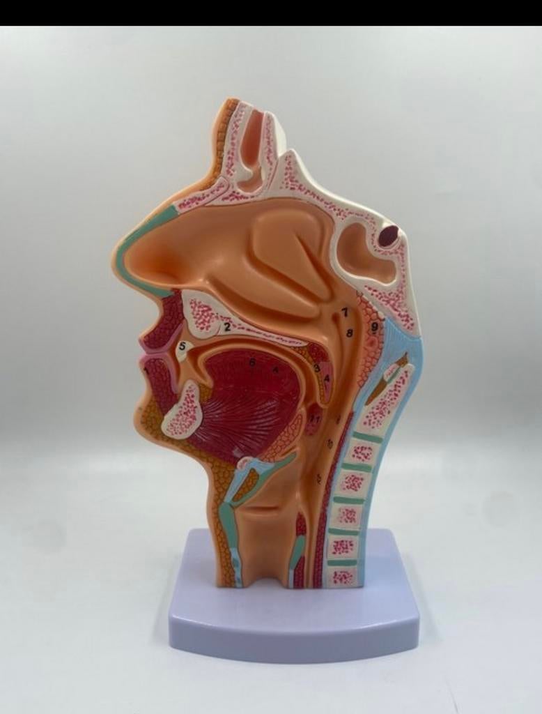 Lesmateriaal. Menselijk halfgezichtsmodel., Ophalen of Verzenden