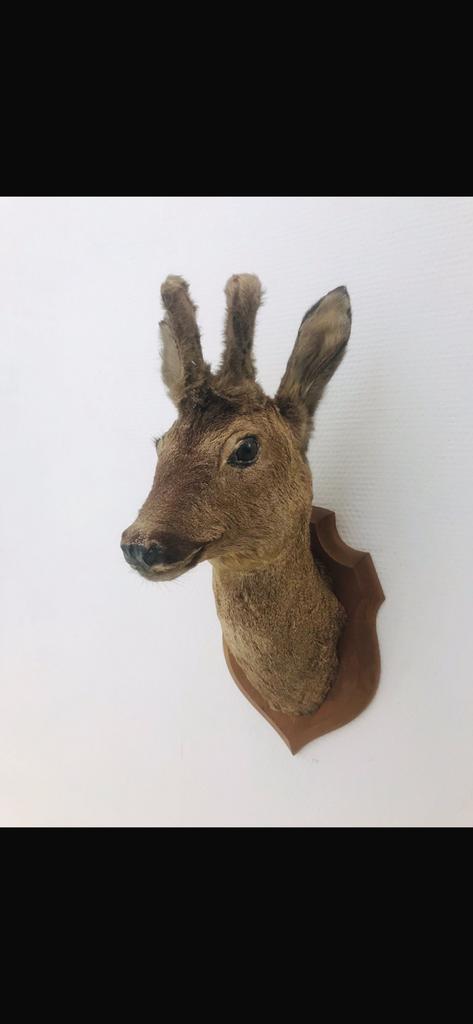 Opgezet reeen /herten kopje, Ophalen of Verzenden, Zo goed als nieuw, Opgezet dier