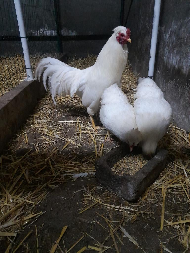 Broedeieren Schijndelaar, Dieren en Toebehoren, Pluimvee, Geslacht onbekend, Kip