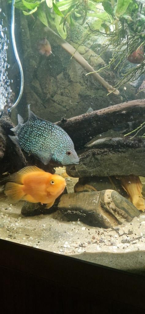 Bewezen koppel green taxis x red perrot cichliden, Dieren en Toebehoren, Vissen | Aquariumvissen, Vis, Zoetwatervis