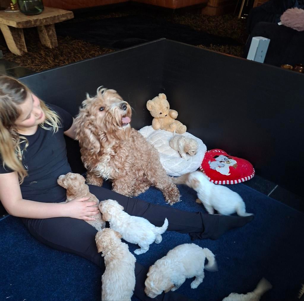 Geweldige Mini Labradoodle pups., Dieren en Toebehoren, 8 tot 15 weken, Parvo, Meerdere, Meerdere dieren