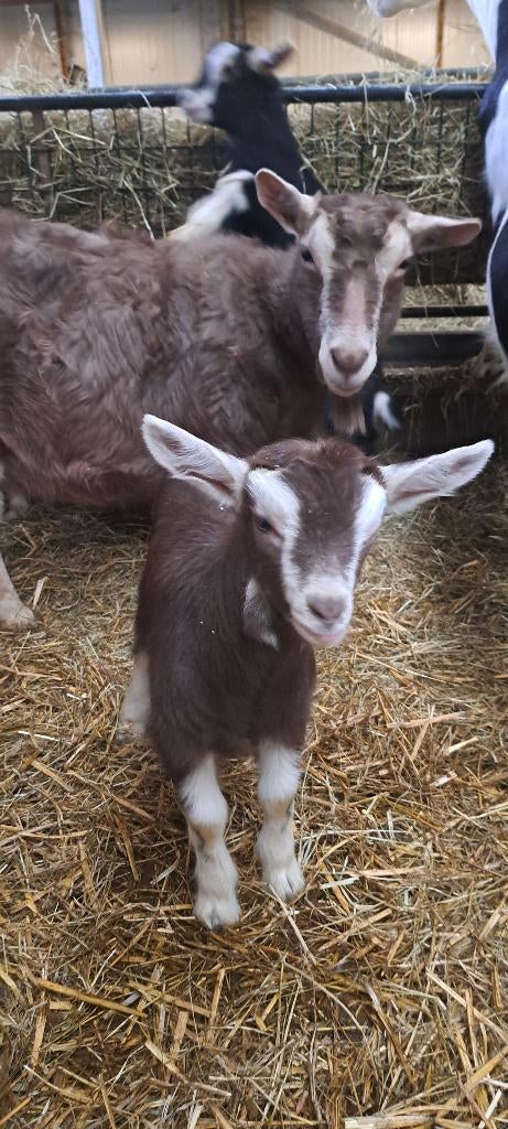 toggenburger geit met boklam te koop cae en cl vrij, Vrouwelijk, Geit