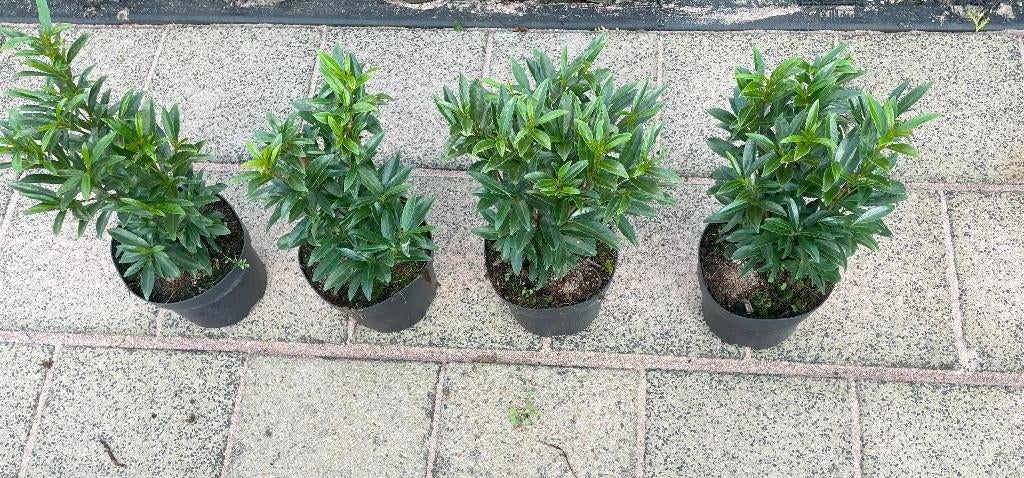 Laurier 'Sofia' Smalblijvend, geschikt als Buxusvervanger!🪴, Ophalen, Laurier, Haag, Minder dan 100 cm