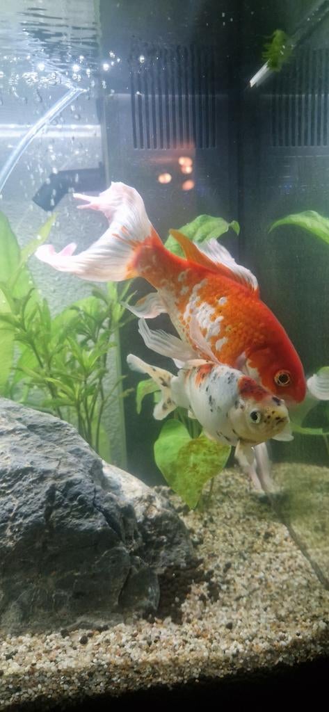 Sluierstaart en shubunkin te koop