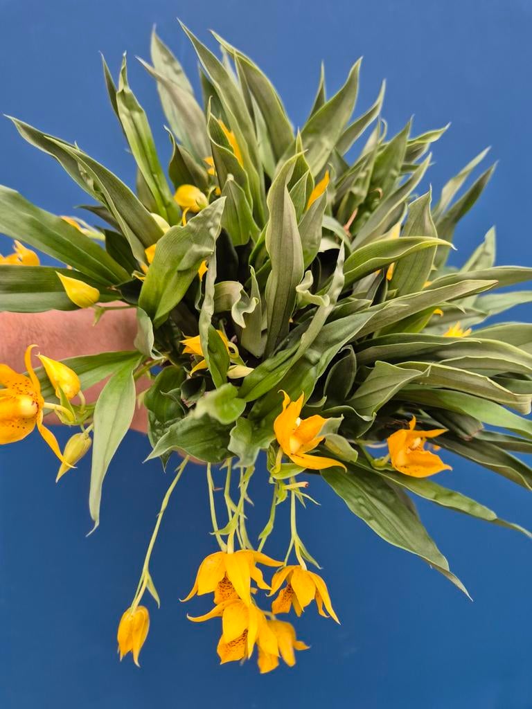 Orchidee Promenaea Sunlight p9 (15), Ophalen of Verzenden, Halfschaduw, Minder dan 100 cm