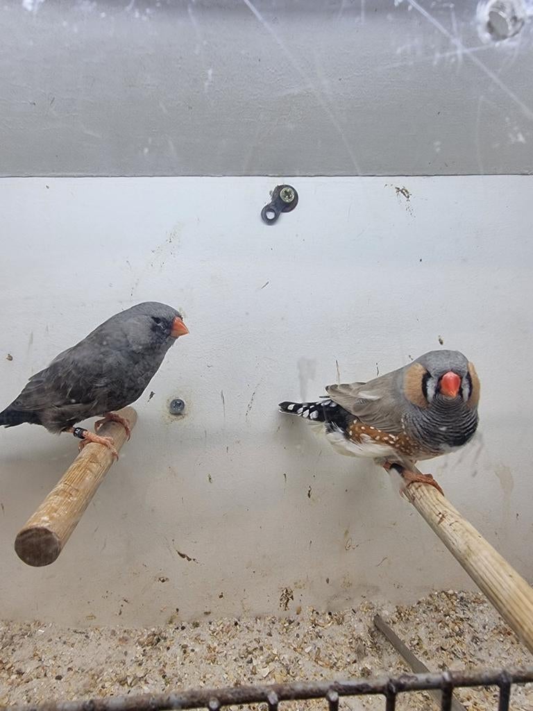 Te koop koppel Charcoal Bleekrug, Meerdere dieren