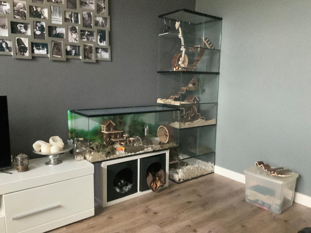 Degoekooi of stekelmuizen terrarium kopen, Ophalen of Verzenden, 90 cm of meer, Muis, Hok
