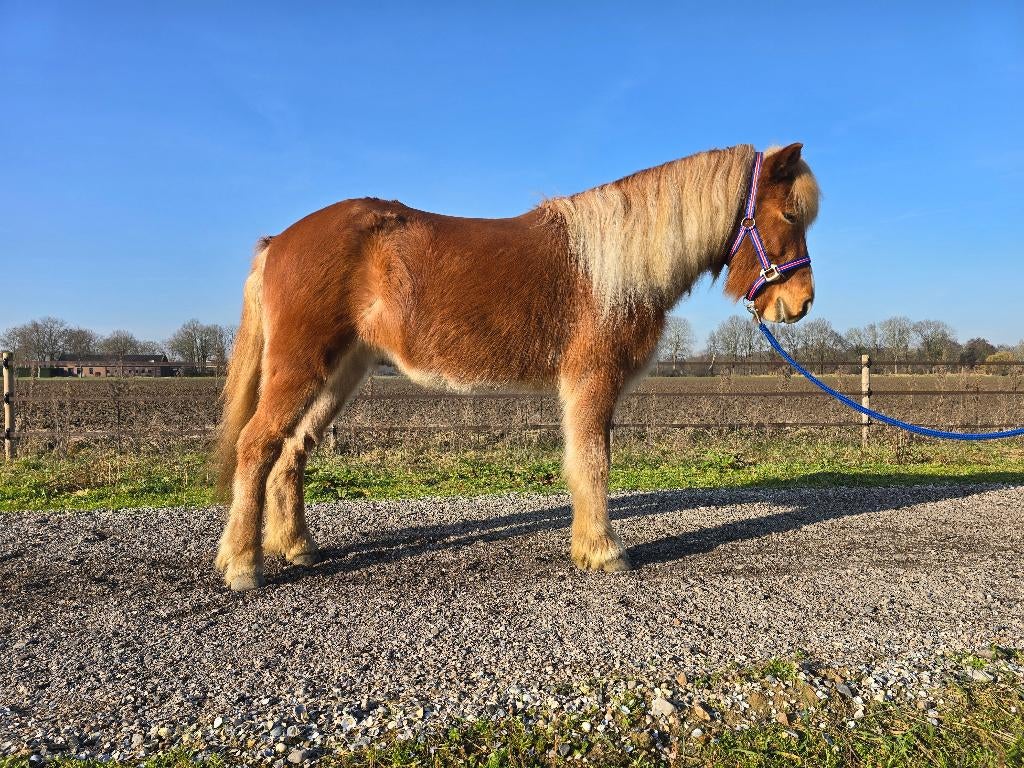 IJslander ruin natuurtölter cool en lief karakter 5 jaar, Minder dan 160 cm, Met stamboom, Ruin, 3 tot 6 jaar