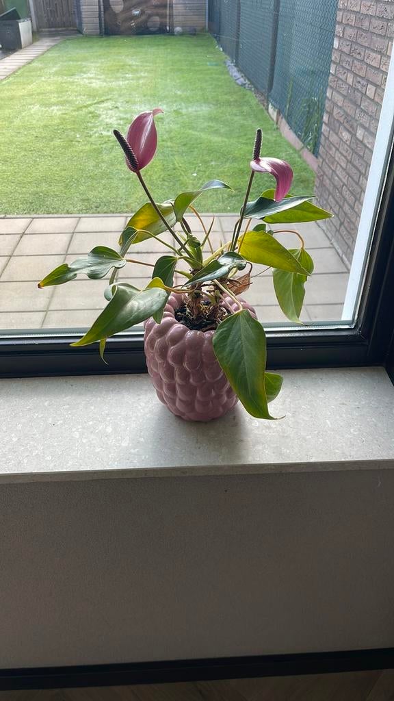 Frampozen pot, Tuin en Terras, Bloempotten, Rond, Ophalen of Verzenden, Aardewerk, Minder dan 40 cm