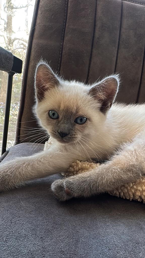 Nog 1 kitten beschikbaar! Ragdoll - Siamees kittens, Meerdere dieren, 0 tot 2 jaar